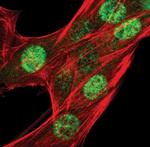 Phospho-CHK1 (Ser345) Antibody in Immunocytochemistry (ICC/IF)