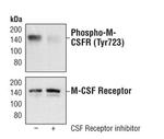 Phospho-CSF1R (Tyr723) Antibody in Western Blot (WB)