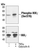 IKK gamma Antibody in Western Blot (WB)