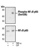 Phospho-NFkB p65 (Ser536) Antibody in Western Blot (WB)