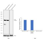 c-Jun Antibody in Western Blot (WB)