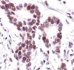 c-Jun Antibody in Immunohistochemistry (Paraffin) (IHC (P))