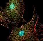 Phospho-ERK1/ERK2 (Tyr204) Antibody in Immunocytochemistry (ICC/IF)