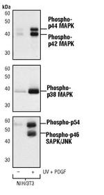 Phospho-ERK1/ERK2 (Tyr204) Antibody in Western Blot (WB)