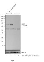 Phospho-c-Raf (Ser338) Antibody in Western Blot (WB)