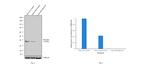 IkB alpha Antibody