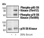 Phospho-p70 S6 Kinase (Thr389) Antibody in Western Blot (WB)