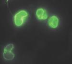 Lamin A (Cleaved Asp230) Antibody in Immunocytochemistry (ICC/IF)