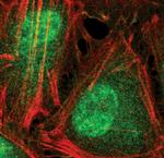 Phospho-p38 MAPK (Thr180, Tyr182) Antibody in Immunocytochemistry (ICC/IF)