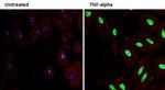 Phospho-p38 MAPK (Thr180, Tyr182) Antibody