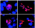 Phospho-Histone H3 (Ser10) Antibody in Immunocytochemistry (ICC/IF)