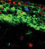 Phospho-Histone H3 (Ser10) Antibody in Immunocytochemistry (ICC/IF)