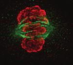 Phospho-Histone H3 (Ser10) Antibody in Immunocytochemistry (ICC/IF)