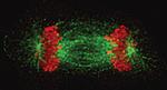 Phospho-Histone H3 (Ser10) Antibody in Immunocytochemistry (ICC/IF)