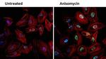 Phospho-JNK1/JNK2 (Thr183, Tyr185) Antibody