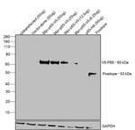 V5 Tag Antibody in Western Blot (WB)