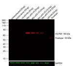 V5 Tag Antibody in Western Blot (WB)