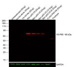 V5 Tag Antibody in Western Blot (WB)