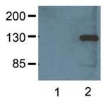 V5 Tag Antibody in Western Blot (WB)