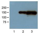 GFP Antibody in Western Blot (WB)