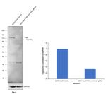 FAK Antibody in Western Blot (WB)