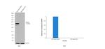 Desmin Antibody