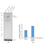 CD31 Antibody in Western Blot (WB)