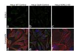 SORL1 Antibody in Immunocytochemistry (ICC/IF)