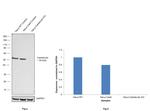 Calreticulin Antibody in Western Blot (WB)