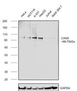 Calnexin Antibody in Western Blot (WB)