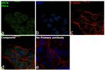 Cytokeratin 8 Antibody in Immunocytochemistry (ICC/IF)