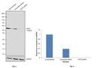 Cytokeratin 8 Antibody