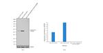 Cytokeratin 8 Antibody in Western Blot (WB)