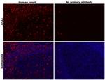 CD44 Antibody in Immunohistochemistry (Paraffin) (IHC (P))