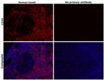 CD44 Antibody in Immunohistochemistry (Paraffin) (IHC (P))