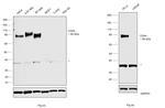 CD44 Antibody in Western Blot (WB)