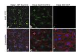 Ki-67 Antibody in Immunocytochemistry (ICC/IF)