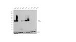 CD38 Antibody in Western Blot (WB)