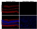 Synaptophysin Antibody in Immunohistochemistry (Paraffin) (IHC (P))