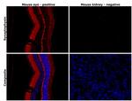 Synaptophysin Antibody in Immunohistochemistry (Paraffin) (IHC (P))