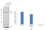 HK2 Antibody in Western Blot (WB)