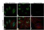 Ki-67 Antibody