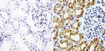 GAPDH Loading Control Antibody in Immunohistochemistry (Paraffin) (IHC (P))