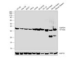 GAPDH Loading Control Antibody in Western Blot (WB)