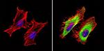 GAPDH Loading Control Antibody in Immunocytochemistry (ICC/IF)