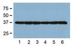 GAPDH Loading Control Antibody in Western Blot (WB)