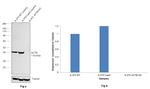 beta Actin Loading Control Antibody