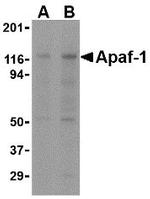 APAF1 Antibody in Western Blot (WB)