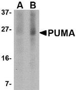 PUMA alpha Antibody in Western Blot (WB)