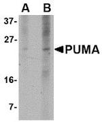 PUMA alpha Antibody in Western Blot (WB)